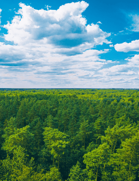 Wald von oben fotografiert