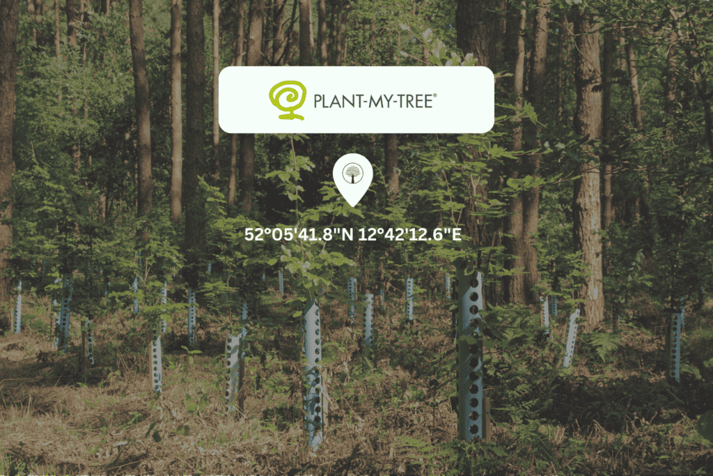 Wald im Hintergrund Logo von Plant my Tree