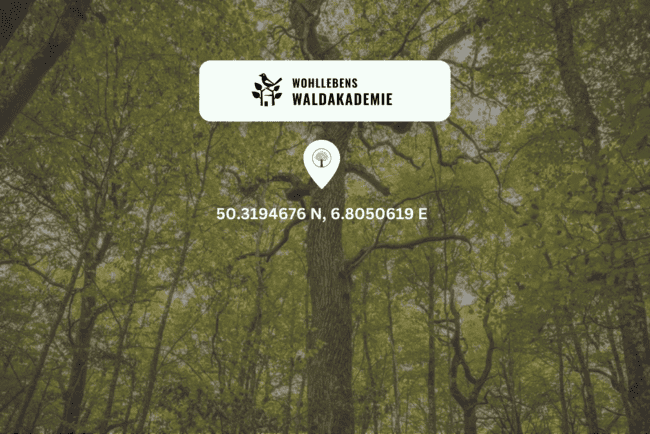Waldschutzprojekt Eichenriesen Nohn