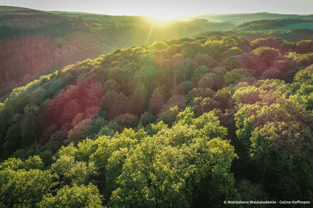 Wald von oben