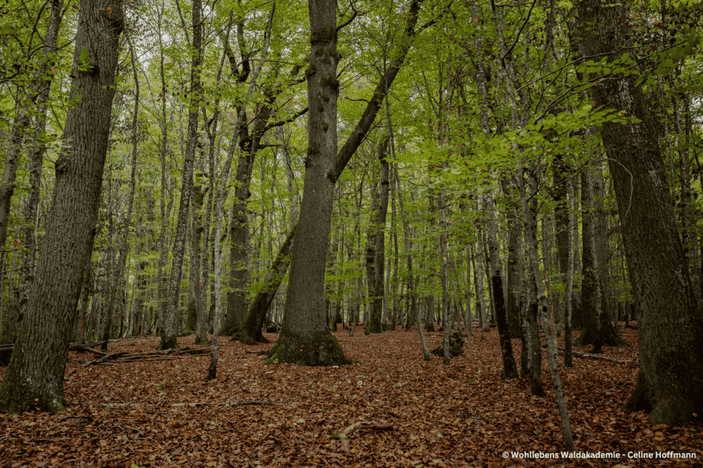 Wald mit Laub am Boden
