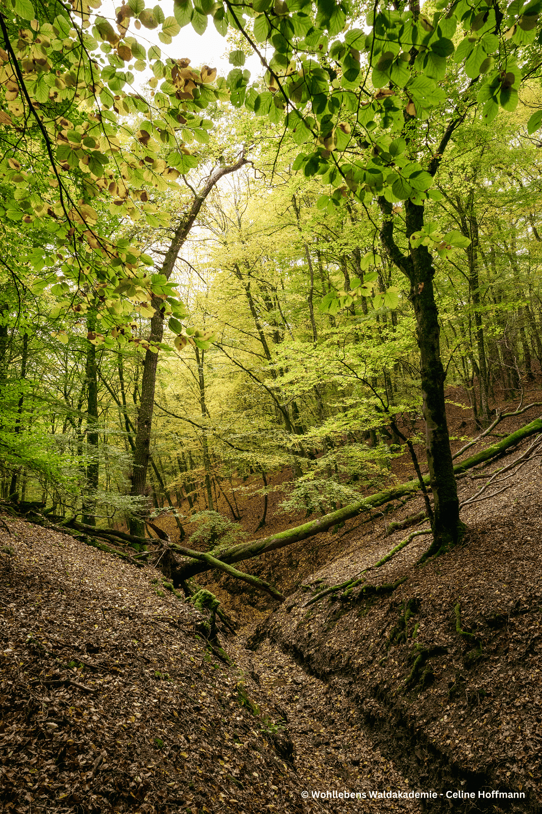 Waldlichtung