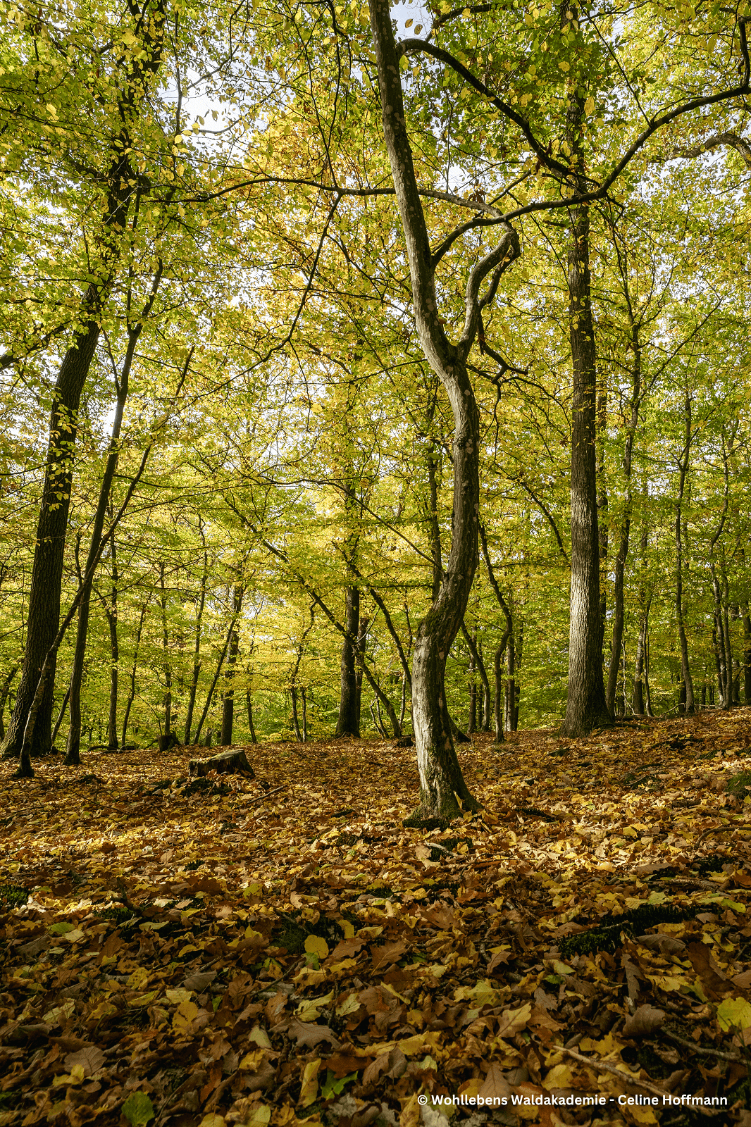 Wald mit Laub auf dem Boden