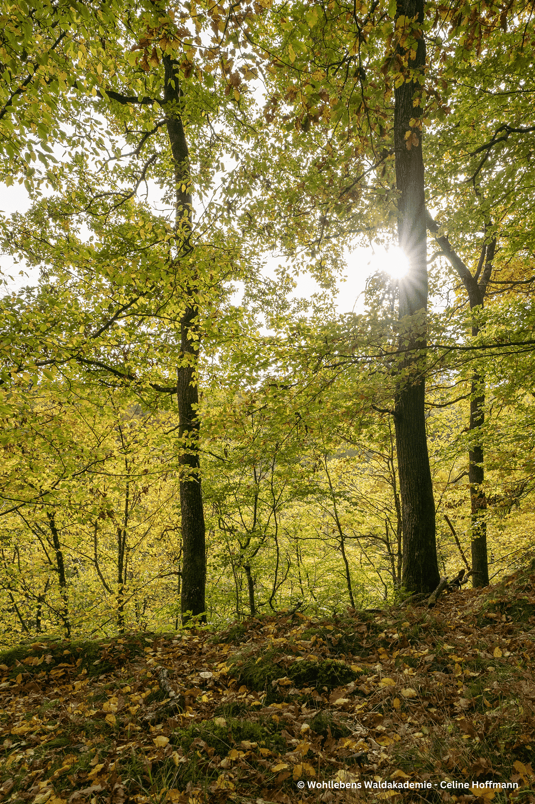 Baum mit Laub auf dem Boden
