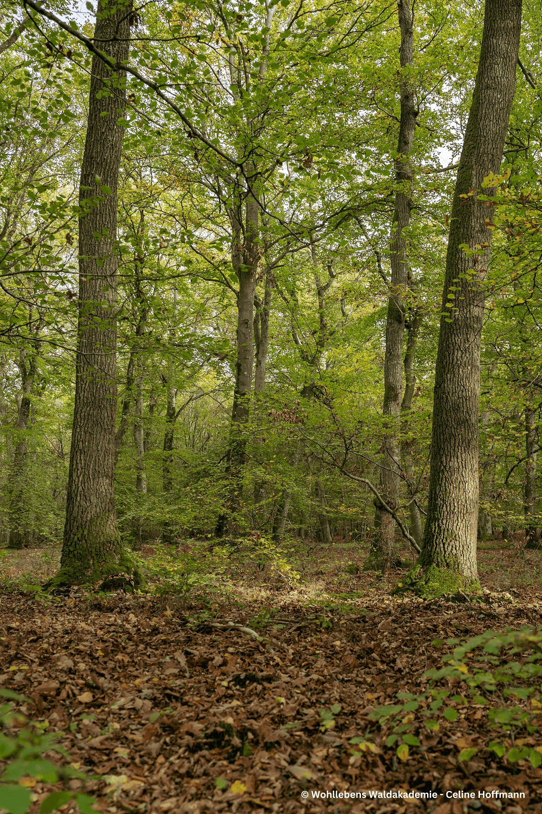 Wald mit Laub auf dem Boden