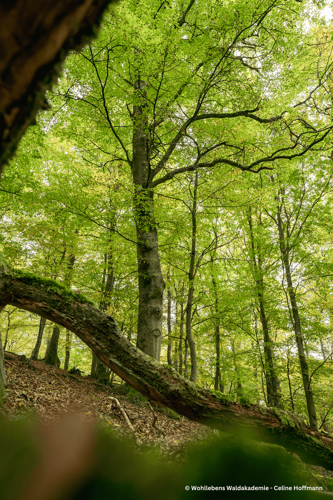 Wald von unten fotografiert