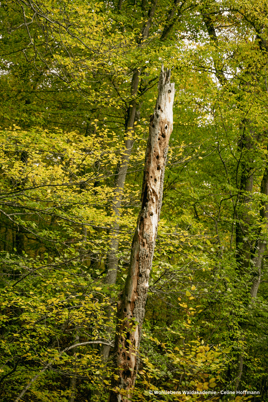 Wald mit Baumstamm im Fokus